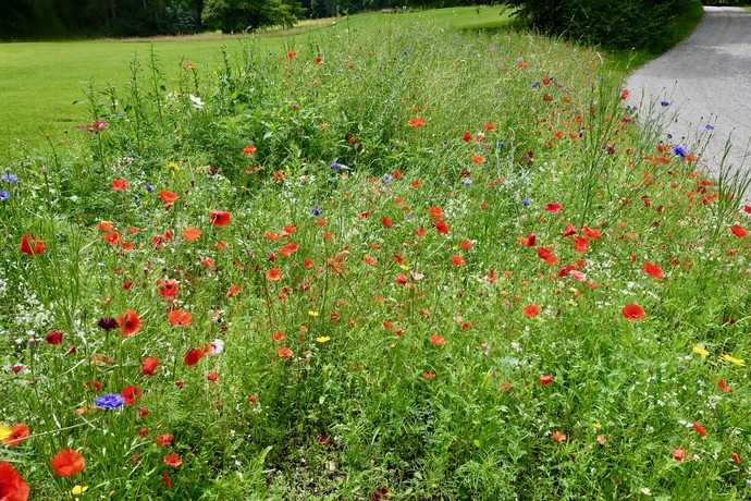 Für die bienenfreundlichen, einjährigen Blühwiesen und Blütensäume verwendet Florian Eska regionales Saatgut von Rieger und Hofmann. Der Golfclub unterhält eine eigene Imkerei. | Foto: bs