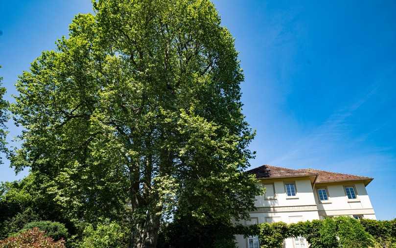 Die Hohenheimer Platane steht direkt neben dem Spielhaus im Exotischen Garten der Uni Hohenheim. | Foto: Universität Hohenheim