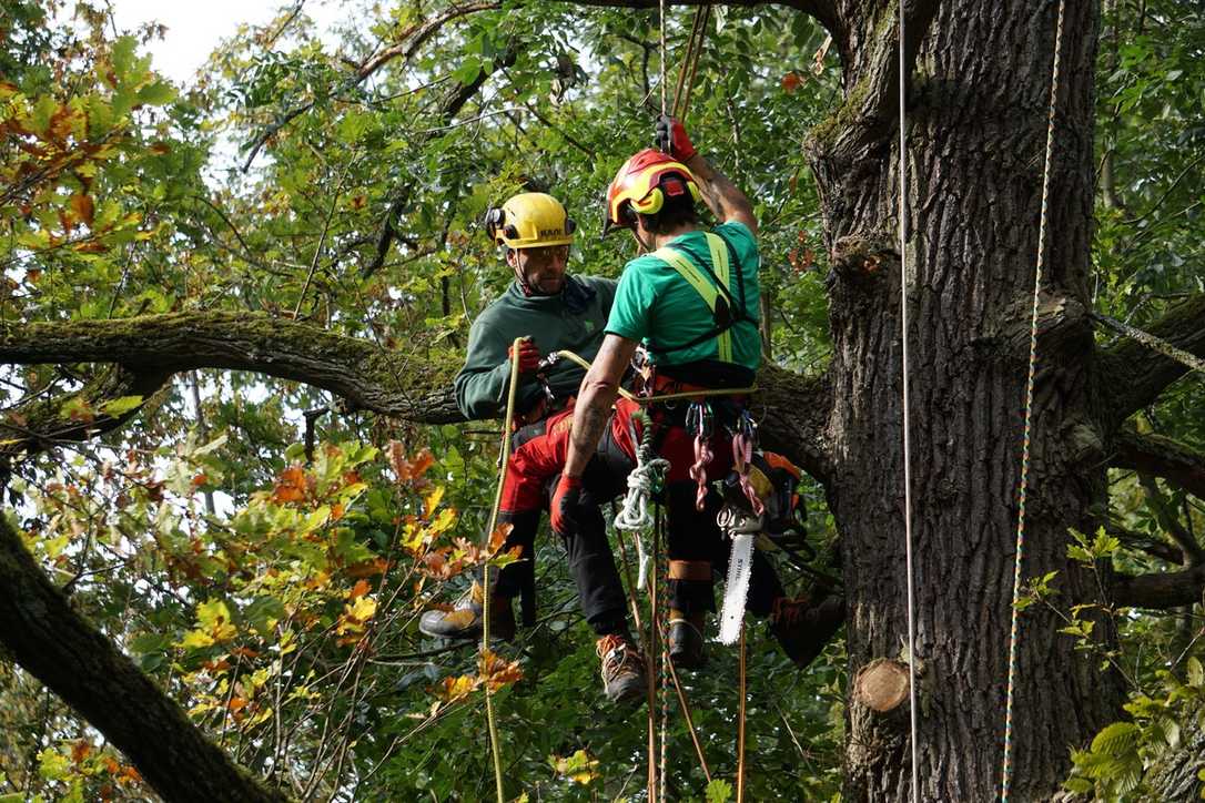 Bäume vor den Herbststürmen sichern: Mit einem Gurtsystem spart man den Kettensägeneinsatz