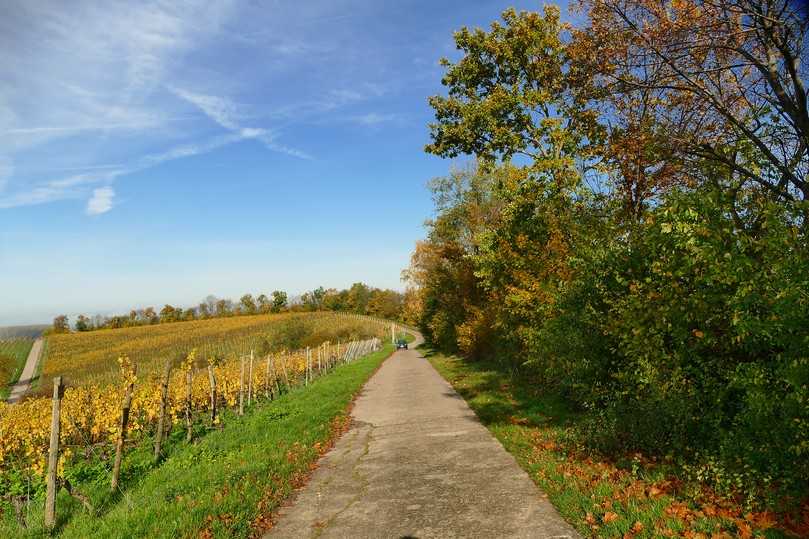 Gehölzstruktur an einem regelmäßig gemähten Wirtschaftsweg. Die räumliche Situation eignet sich für die Anwendung von Mulchauflagen aus Mähgut an der Hecke. | Foto: Dittmer/LWG