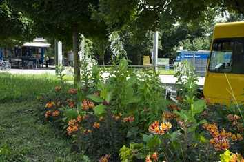 Für jeden Schatten die richtige Blüte