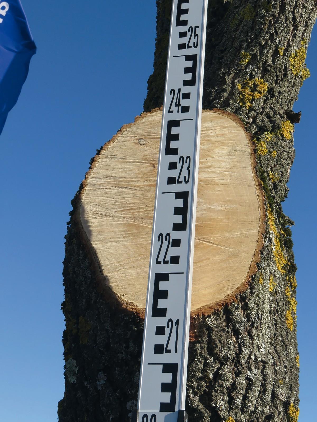 Zu große Astungsschnitte sind Baumschädigung statt Baumpflege. Die Abnahme ist zu verweigern. Es kann Schadenersatz verlangt werden. | Foto: Peter Klug