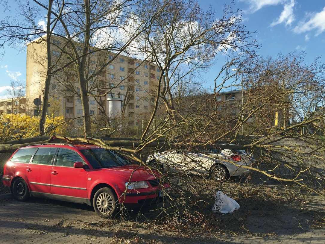 Das „Hamburger Modell“: Wie der Baumschutz auf Baustellen laufen kann