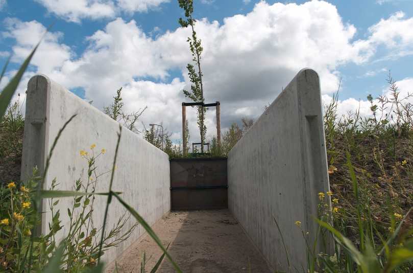 In einem Neubaugebiet in Almere nahe Amsterdam wurden in einem Feldversuch entlang zweier Leitungen zehn Bäume gepflanzt, deren Wurzeln unter Beobachtung stehen. An zwei Stellen wurden Glasscheiben eingebaut, sodass man den Wurzeln tatsächlich beim Wachsen zusehen kann. | Foto: IKT