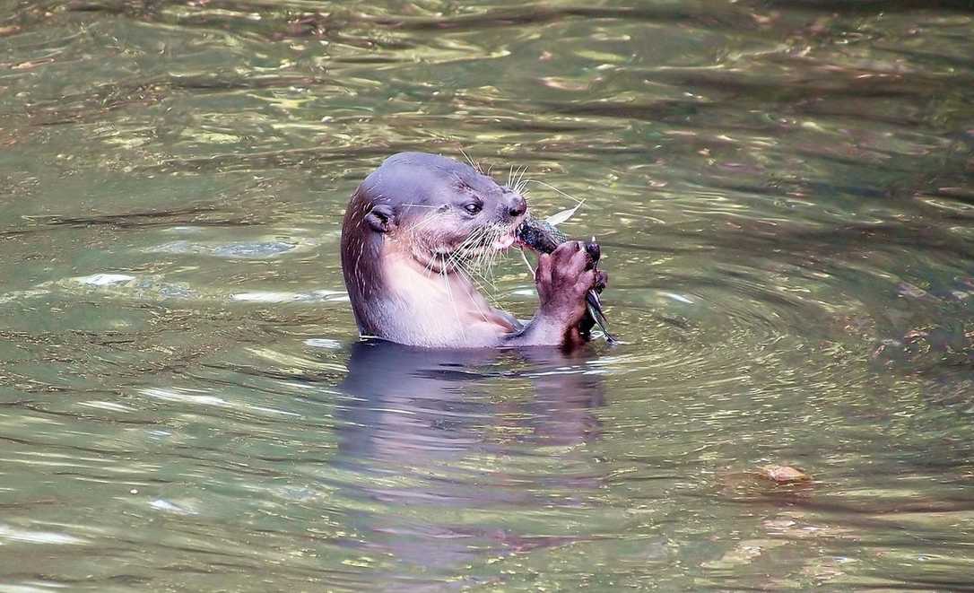 Rattengifte in der Nahrungskette: Giftstoffe in Fischottern nachgewiesen