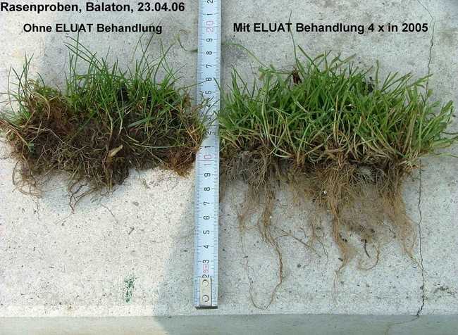 Dr. Lung konnte die positive Wirkung des Mico Kompost-Eluates auf Rasen-Tragschichten nachweisen. | Foto: Dr. Gerhard Lung