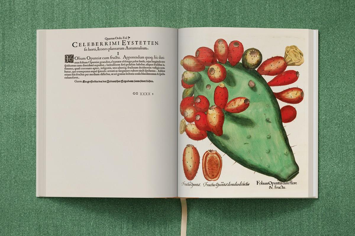 Blattglied und Früchte des Feigenkaktus | Foto: TASCHEN / Bibliothek des Bischöflichen Seminars Eichstätt/Universitätsbibliothek